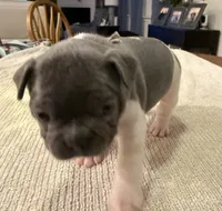 Muffin, a female French Bulldog for sale in Summerville, SC – 6 of 10