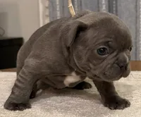 Rusty, a male French Bulldog for sale in Summerville, SC – 8 of 10