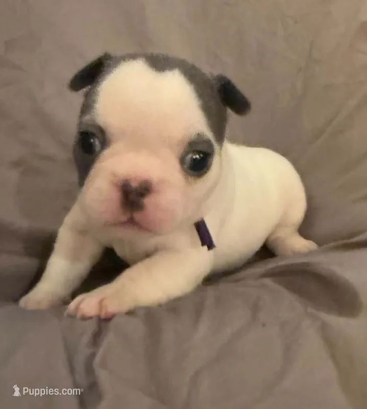 Bingo – French Bulldog puppy for sale in Summerville, SC
