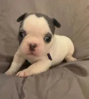 Bingo, a female French Bulldog for sale in Summerville, SC – 1 of 10