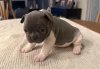 Muffin, a female French Bulldog for sale in Summerville, SC – 9 of 10