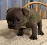 Bluey, a female French Bulldog for sale in Summerville, SC – 2 of 5