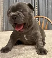 Buddy, a male French Bulldog for sale in Summerville, SC – 6 of 10