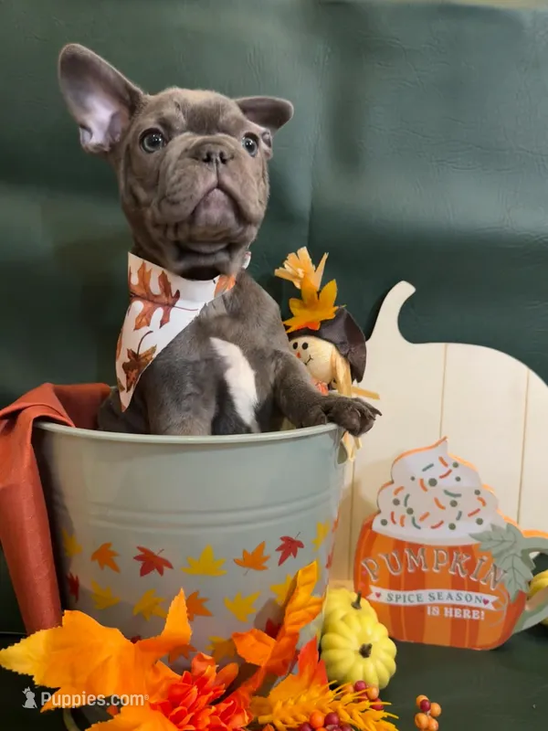 Snickers – French Bulldog puppy for sale in Summerville, SC