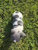 Winton, a male French Bulldog for sale in Summerville, SC – 4 of 4