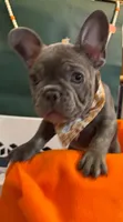 Buddy, a male French Bulldog for sale in Summerville, SC – 6 of 10