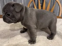 Rusty, a male French Bulldog for sale in Summerville, SC – 6 of 10