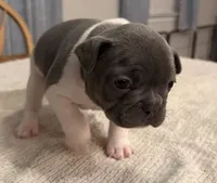 Muffin, a female French Bulldog for sale in Summerville, SC – 5 of 10
