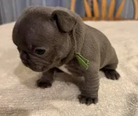 Bluey, a female French Bulldog for sale in Summerville, SC – 5 of 5