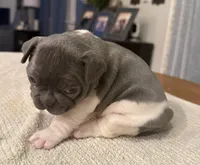Muffin, a female French Bulldog for sale in Summerville, SC – 8 of 10