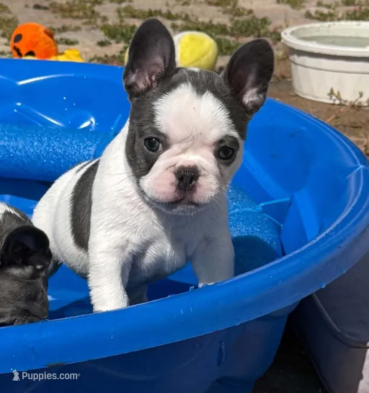 Bingo – French Bulldog puppy for sale in Summerville, SC