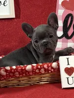 Beau, a male French Bulldog for sale in Summerville, SC – Photo 2 of 6