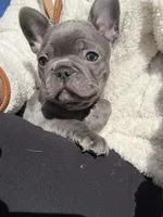 Beau, a male French Bulldog for sale in Summerville, SC – Photo 5 of 6