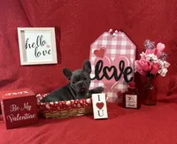 Beau, a male French Bulldog for sale in Summerville, SC – Photo 6 of 6