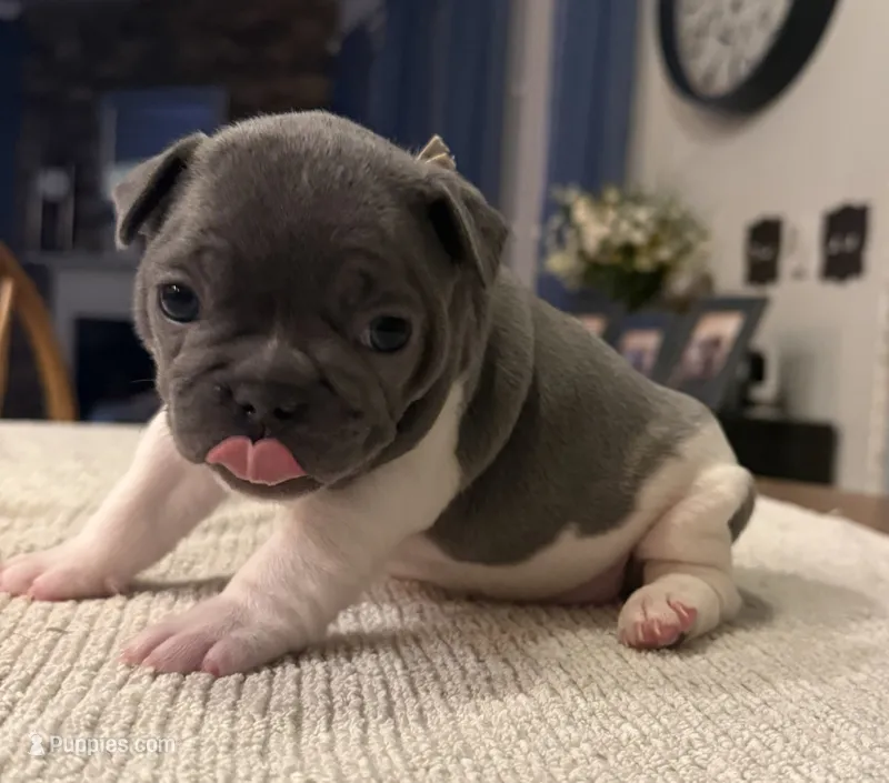 Muffin – French Bulldog puppy for sale in Summerville, SC