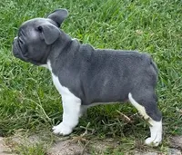 Jack, a male French Bulldog for sale in Summerville, SC – 2 of 6