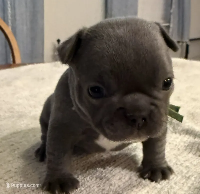 Bluey – French Bulldog puppy for sale in Summerville, SC