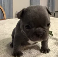 Bluey, a female French Bulldog for sale in Summerville, SC – 1 of 5