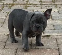 Buddy, a male French Bulldog for sale in Summerville, SC – 5 of 10
