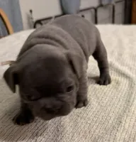 Rusty, a male French Bulldog for sale in Summerville, SC – 4 of 10