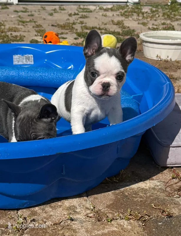 Bingo – French Bulldog puppy for sale in Summerville, SC