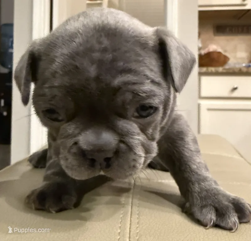 Buddy – French Bulldog puppy for sale in Summerville, SC
