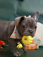 Buddy, a male French Bulldog for sale in Summerville, SC – 9 of 10