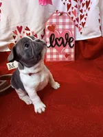 Mario, a male French Bulldog for sale in Summerville, SC – Photo 2 of 3