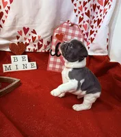 Mario, a male French Bulldog for sale in Summerville, SC – Photo 3 of 3
