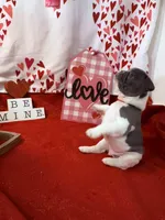 Mario, a male French Bulldog for sale in Summerville, SC – Photo 1 of 3