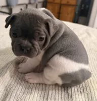 Muffin, a female French Bulldog for sale in Summerville, SC – 7 of 10