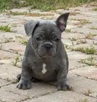 Buddy, a male French Bulldog for sale in Summerville, SC – 2 of 10