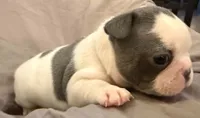 Bingo, a female French Bulldog for sale in Summerville, SC – 10 of 10