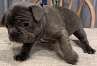 Buddy, a male French Bulldog for sale in Summerville, SC – 2 of 10