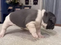 Muffin, a female French Bulldog for sale in Summerville, SC – 4 of 10