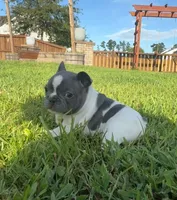Winton, a male French Bulldog for sale in Summerville, SC – 3 of 4