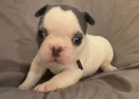 Bingo, a female French Bulldog for sale in Summerville, SC – 6 of 10