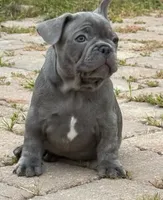 Buddy, a male French Bulldog for sale in Summerville, SC – 3 of 10
