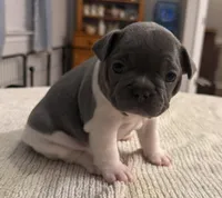 Muffin, a female French Bulldog for sale in Summerville, SC – 3 of 10