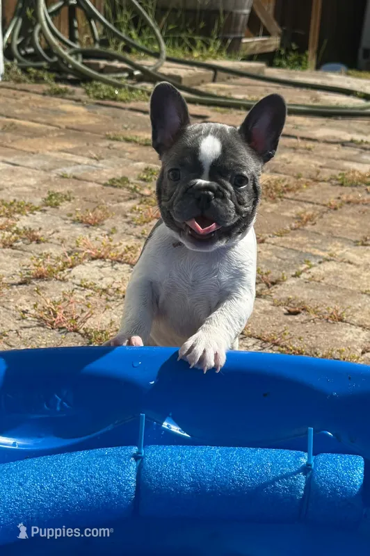 Winton – French Bulldog puppy for sale in Summerville, SC