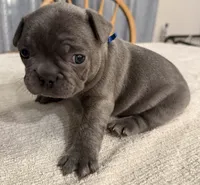 Buddy, a male French Bulldog for sale in Summerville, SC – 10 of 10