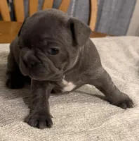 Rusty, a male French Bulldog for sale in Summerville, SC – 2 of 10