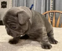 Buddy, a male French Bulldog for sale in Summerville, SC – 8 of 10