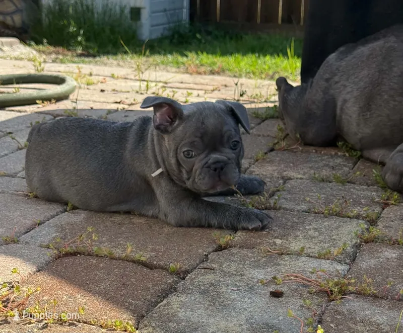 Rusty – French Bulldog puppy for sale in Summerville, SC