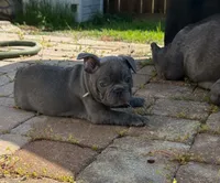 Rusty, a male French Bulldog for sale in Summerville, SC – 7 of 9