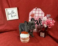 Bowser, a male French Bulldog for sale in Summerville, SC – Photo 3 of 4