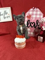 Bowser, a male French Bulldog for sale in Summerville, SC – Photo 1 of 4