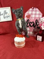 Bowser, a male French Bulldog for sale in Summerville, SC – Photo 2 of 4