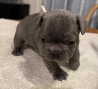 Rusty, a male French Bulldog for sale in Summerville, SC – 9 of 10