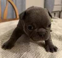 Bluey, a female French Bulldog for sale in Summerville, SC – 4 of 5